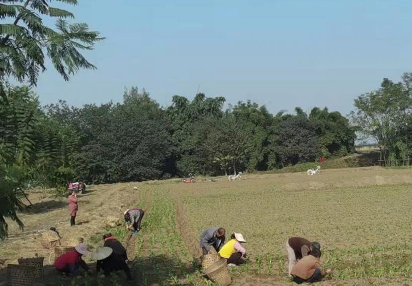 6图为四川工行积极支持春耕备耕,信贷支持玉米大豆
带状复合种植.png 6图为四川工行积极支持春耕备耕,信贷支持玉米大豆
带状复合种植.png