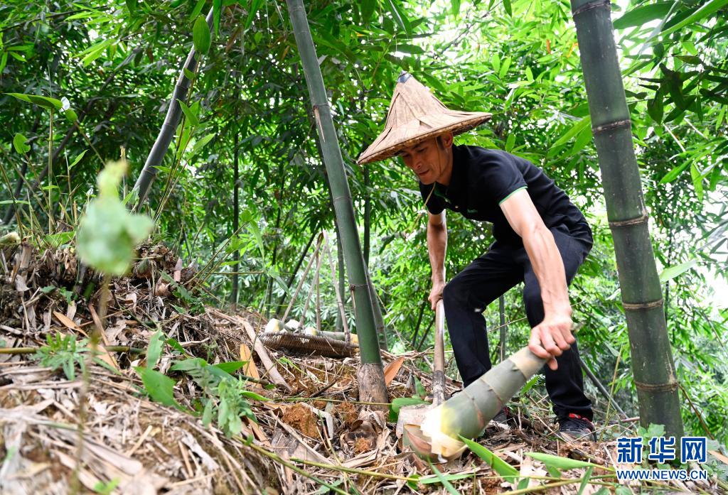 7月4日，在柳州市柳南区太阳村镇百乐村，种植户黄继华在竹林里采挖甜竹笋。新华社发（黎寒池 摄）.jpg