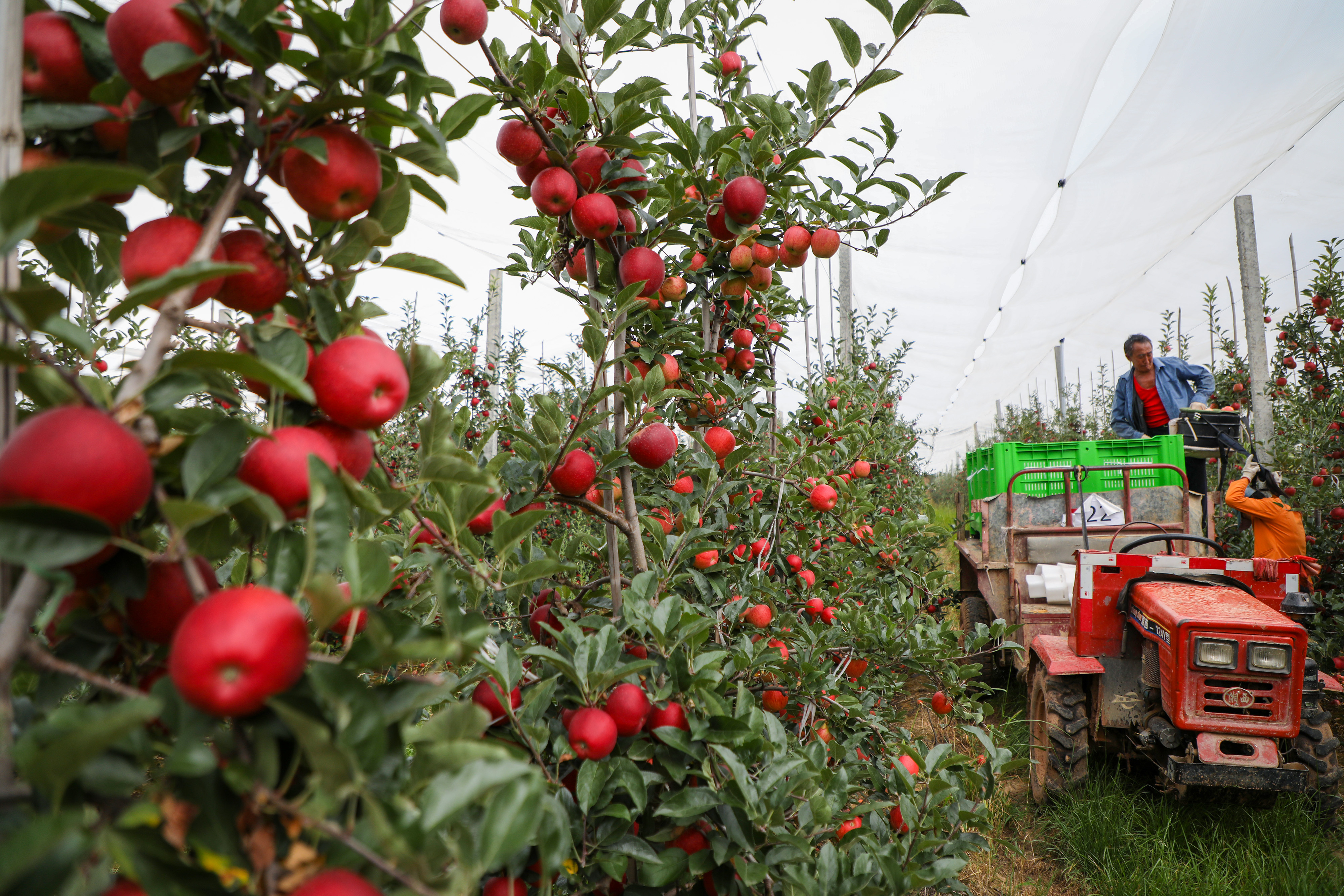 24 贵州省威宁县苹果园一角。（威宁彝族回族苗族自治县融媒体中心供图）.jpg