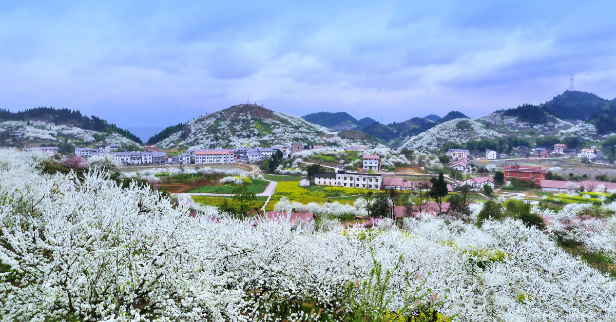 重庆渝北统景印盒李花绽放 邀您迎春赏"雪" - 中国金融信息网