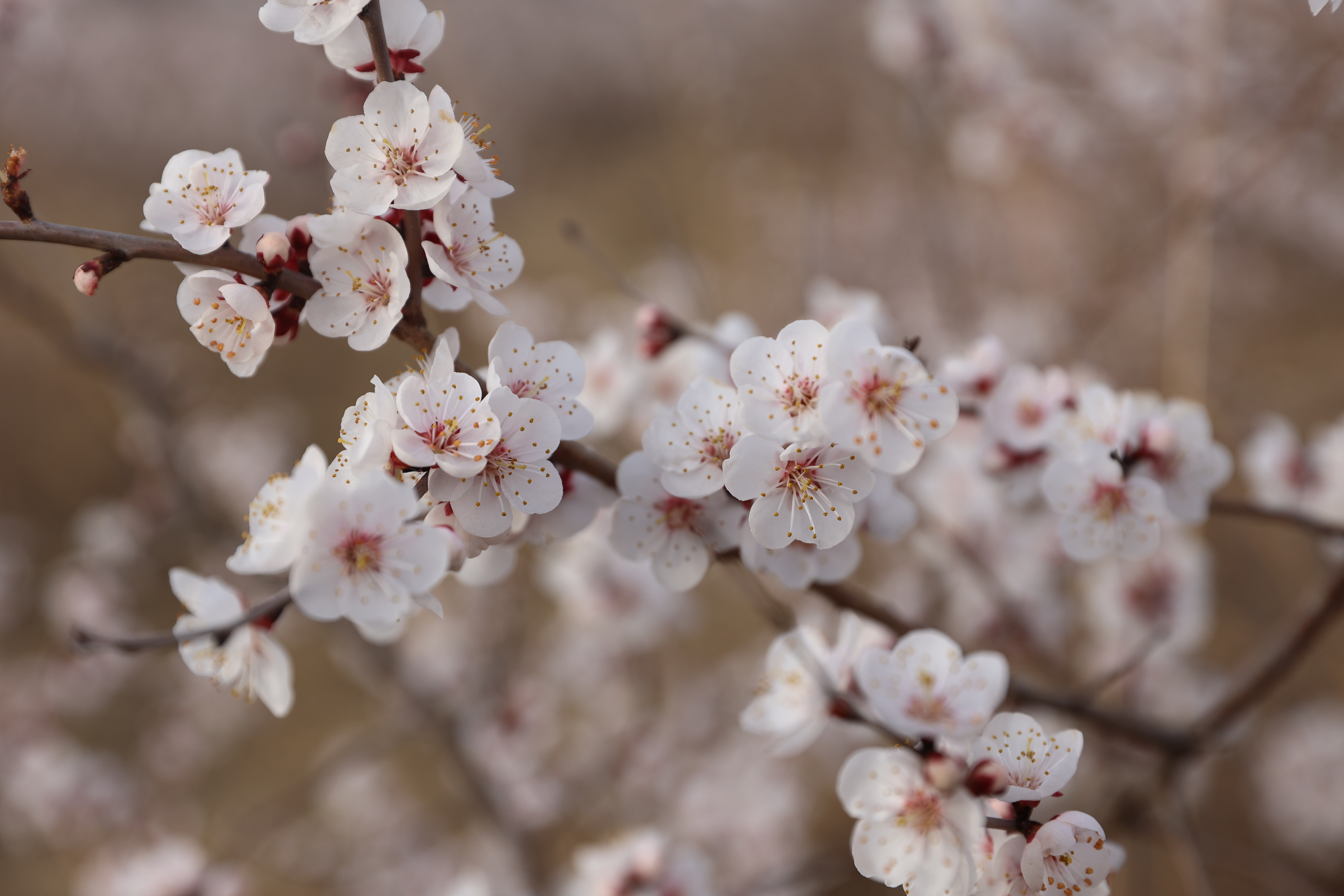 一朵朵素雅的杏花。（梁永峰）