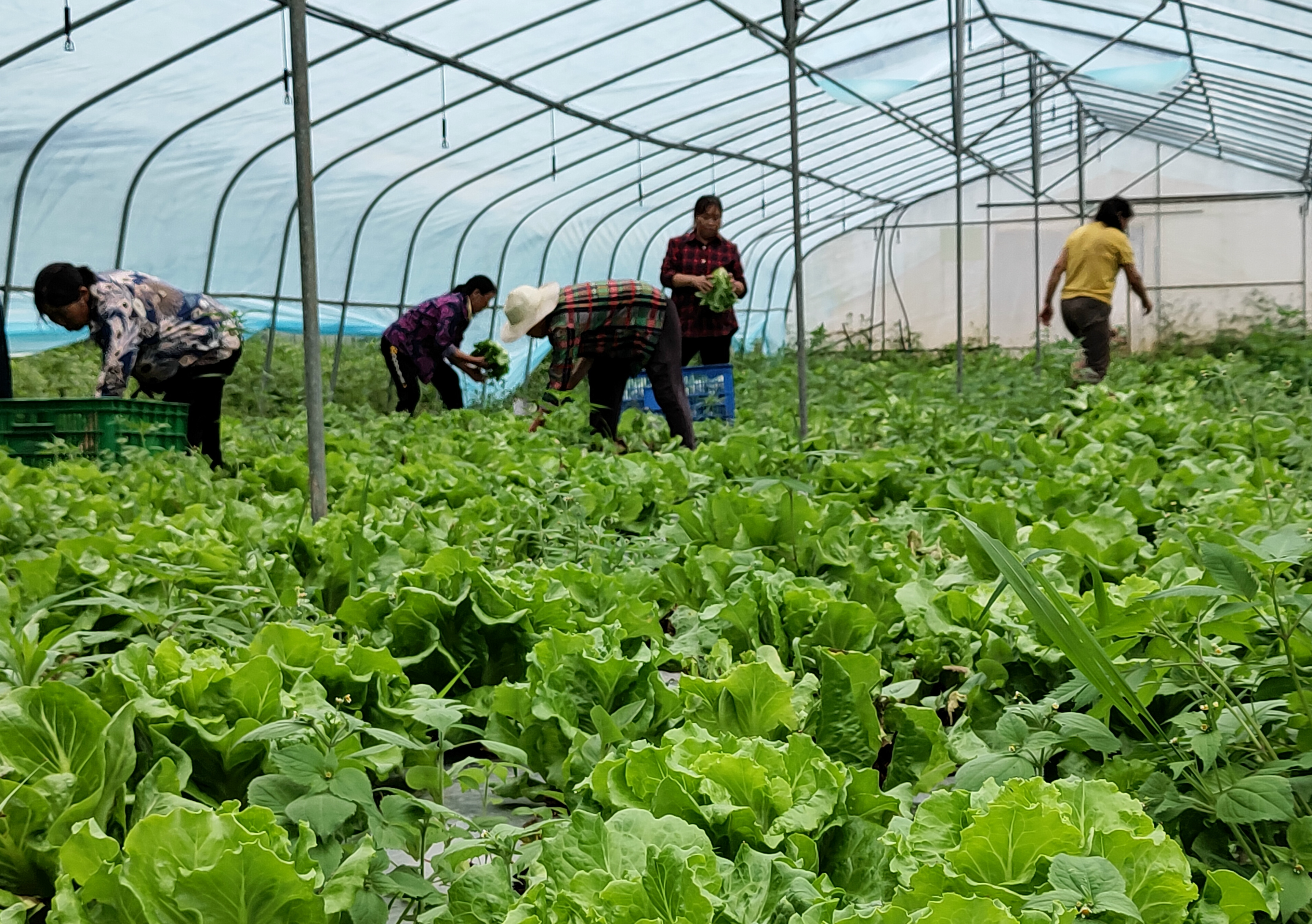 蔬菜基地里工人在采摘蔬菜.jpg